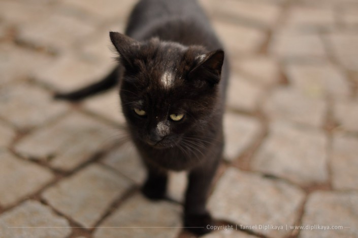 photography_black_cat