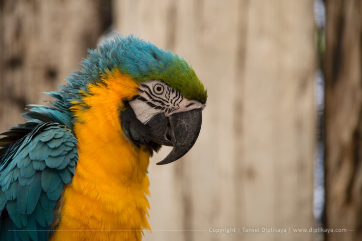 photography_colorful_parrot