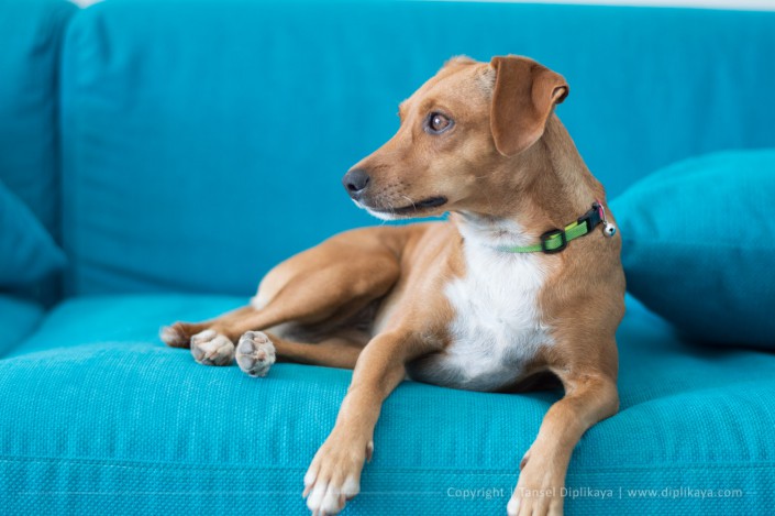 photography_dog_on_blues