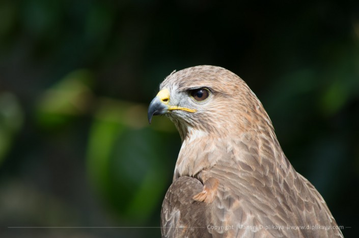 photography_eagle