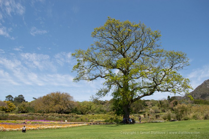 photography_kirstenbosch_huge_tree
