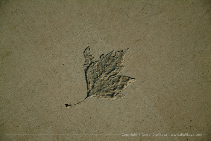 photography_leaf_on_a_cement