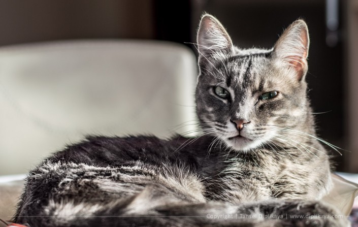 photography_mirnik_the_cat