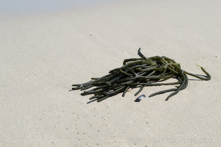 photography_moss_on_shore